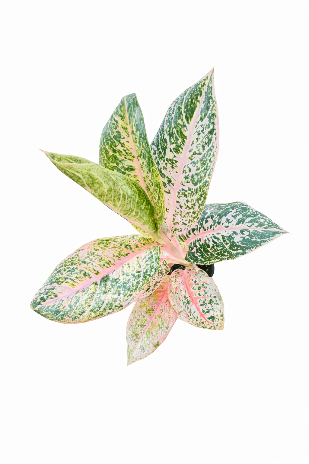 Aglaonema Harley Queen with broad green leaves and pink, cream, and light green variegation on a white background