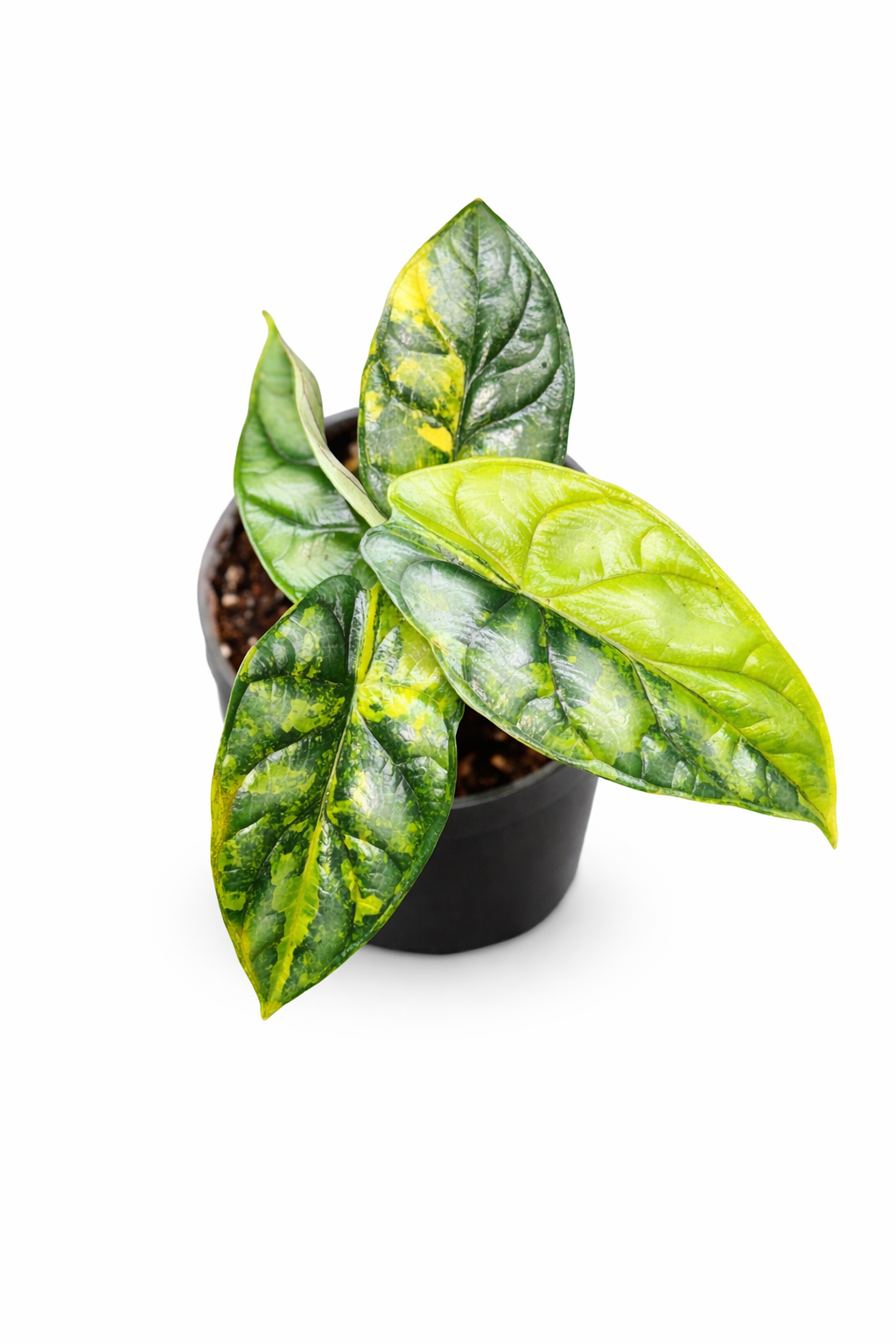 Alocasia Silver Dragon Scale Aurea Variegated In a black pot