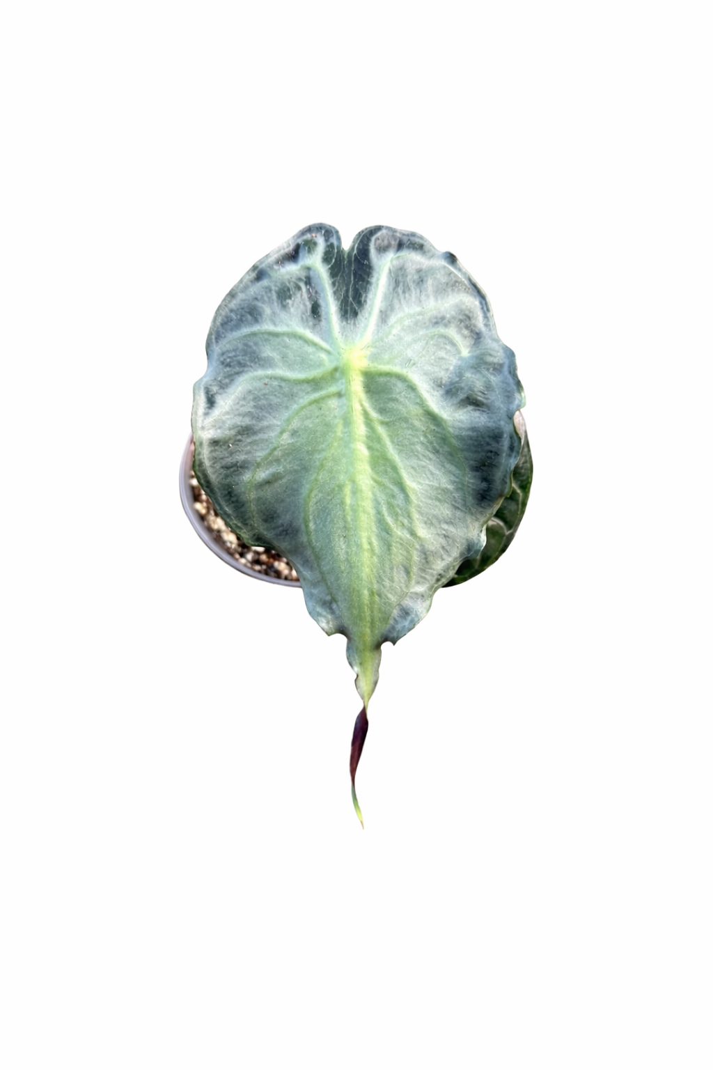 Alocasia Venom in pot