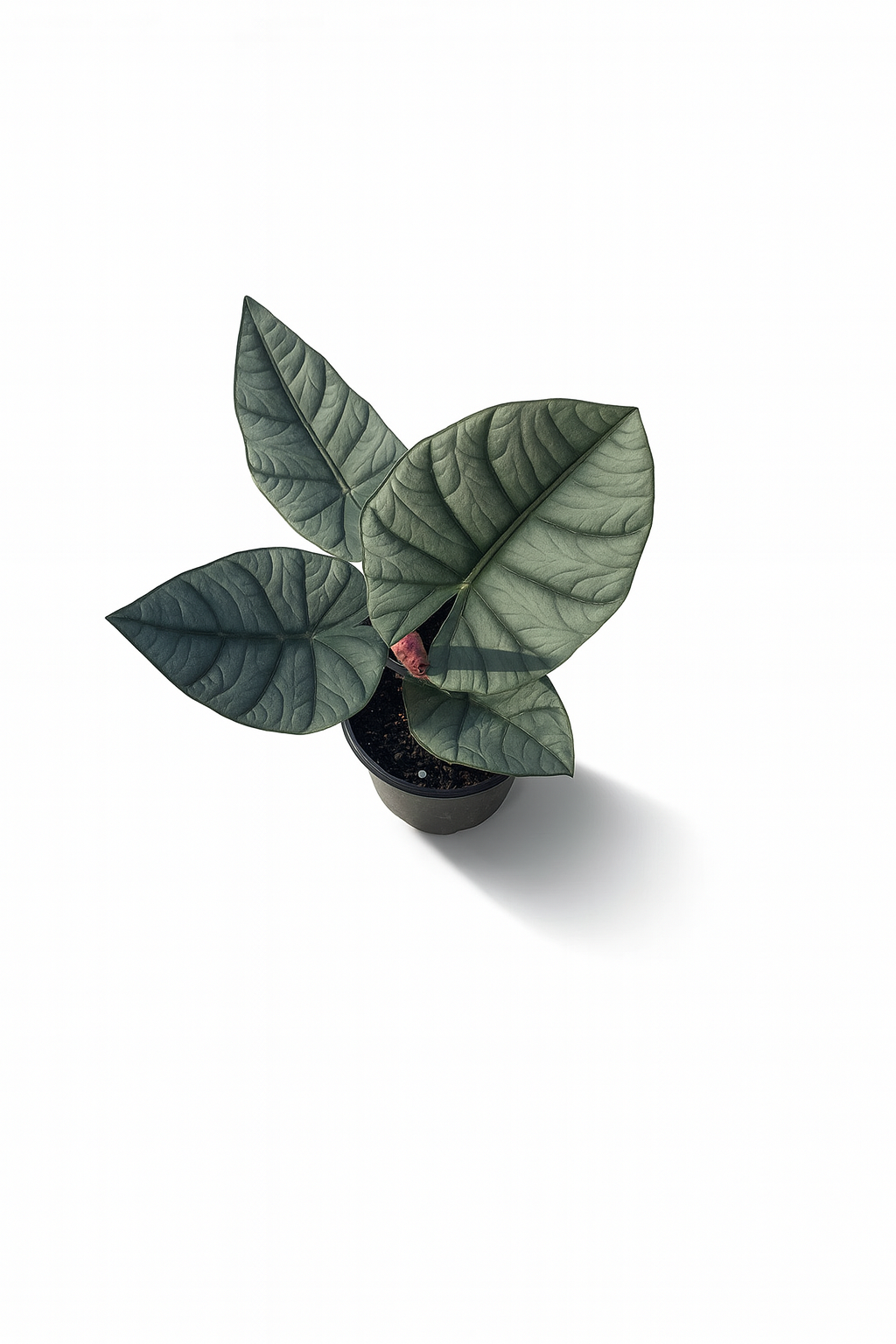 Alocasia Watsoniana plant with dark green, glossy leaves and prominent veining in a nursery pot