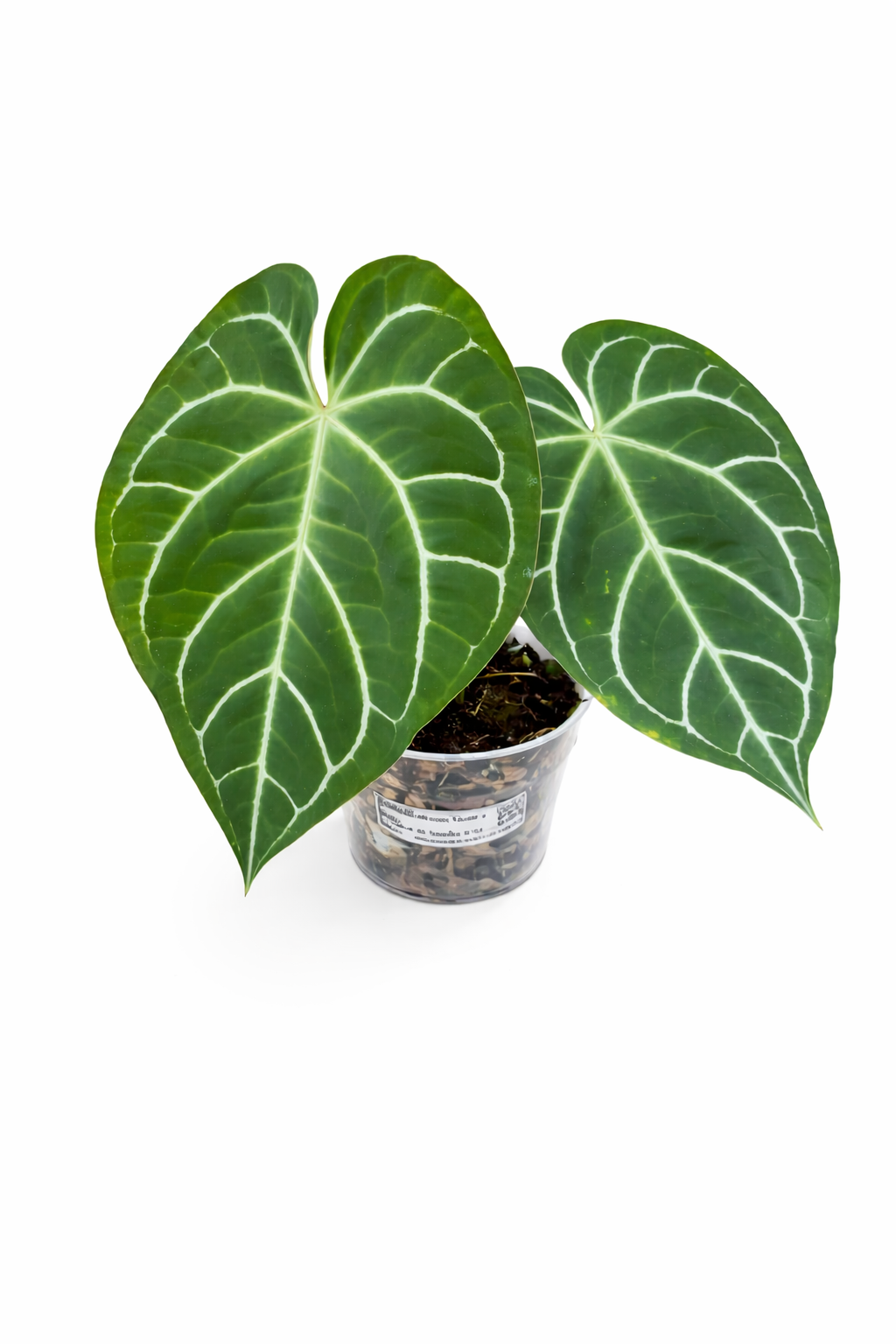 Anthurium Magnificum Verde × Ace of Spades hybrid with large dark velvety leaves and prominent veining in a nursery pot