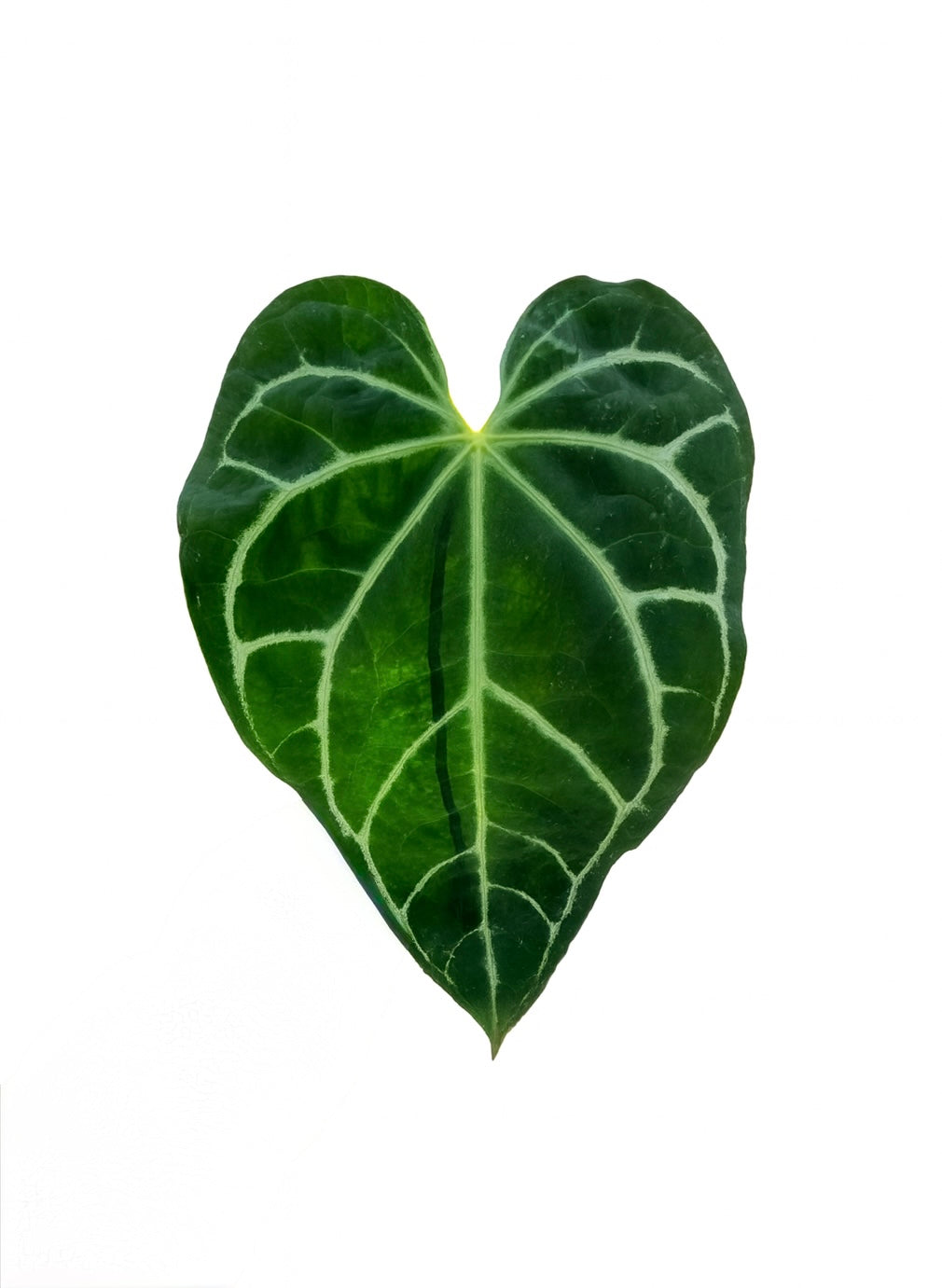 Anthurium Ace of Spades plant with large dark velvety heart-shaped leaves and subtle veining in a nursery pot