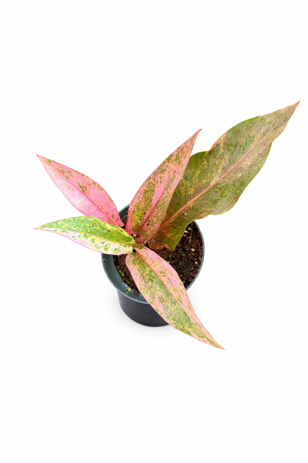 Anthurium Pink Hookeri with upright growth and pink leaf tones.