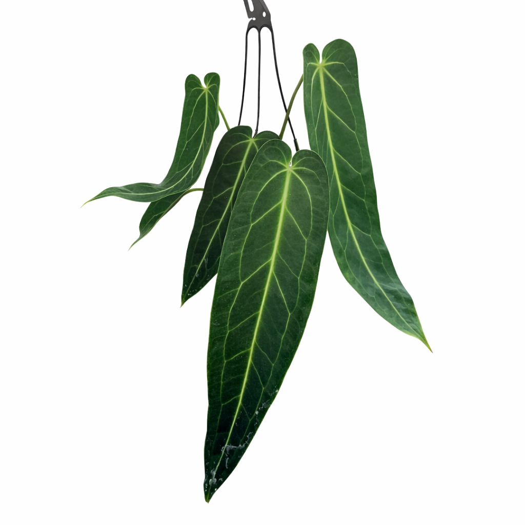 Anthurium Warocqueanum plant with long narrow velvety dark green leaves and prominent white veining in a nursery pot
