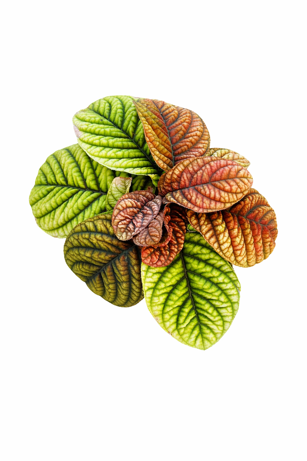 Ardisia ‘Cool Fire’ with glossy green leaves and vibrant red foliage tones on a white background