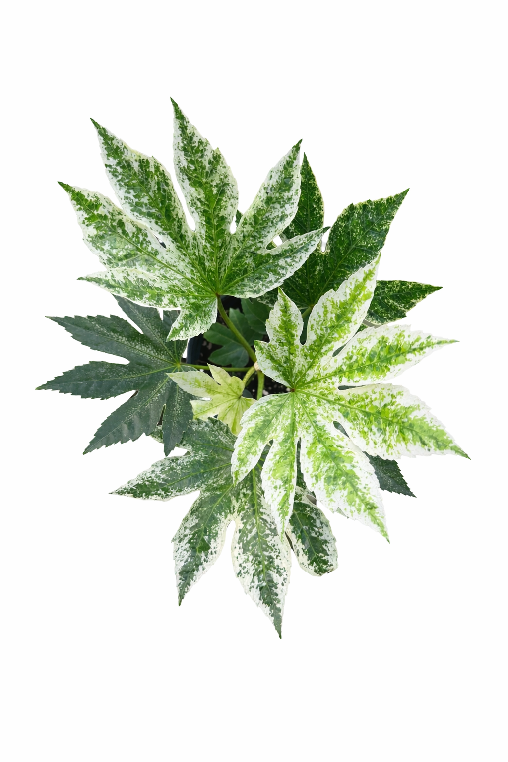 Fatsia Japonica ‘Spider’s Web’ (Grower’s Choice) On a white background
