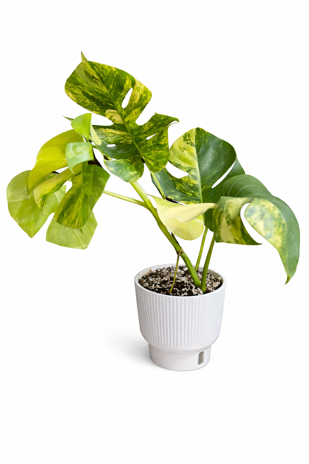 Monstera Aurea Small Form plant with green leaves and golden yellow variegation in a nursery pot