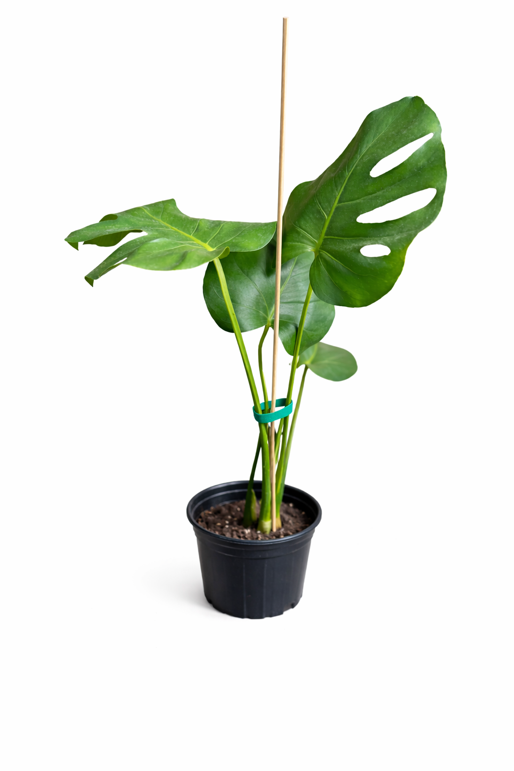 Monstera Deliciosa plant with large glossy green fenestrated leaves in a nursery pot