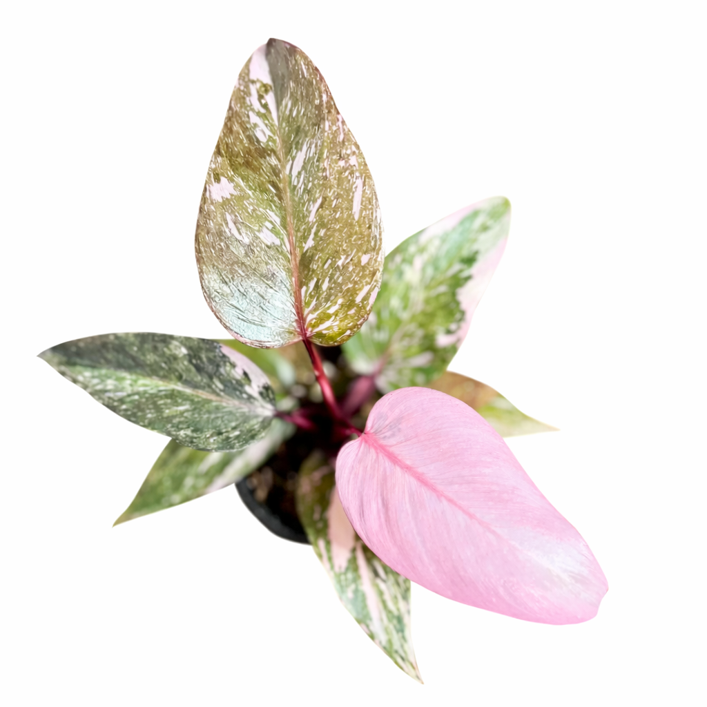 Philodendron Marble Pink Princess plant with dark green leaves and marbled pink variegation in a nursery pot