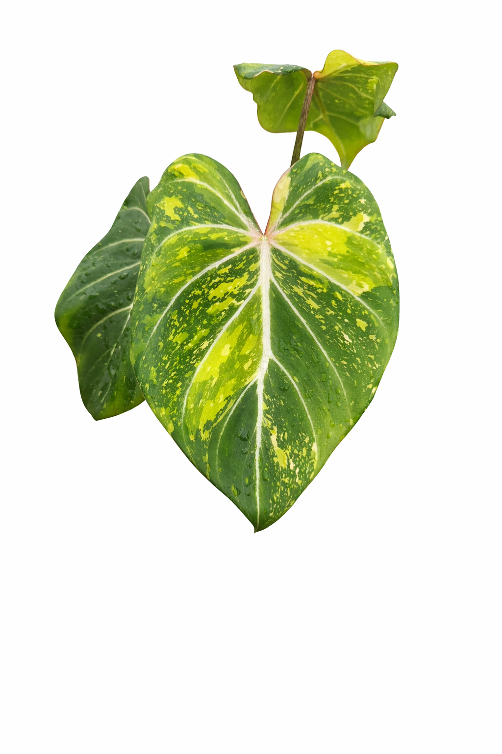 Philodendron Gloriosum Variegated with heart-shaped velvety leaves and white variegation.