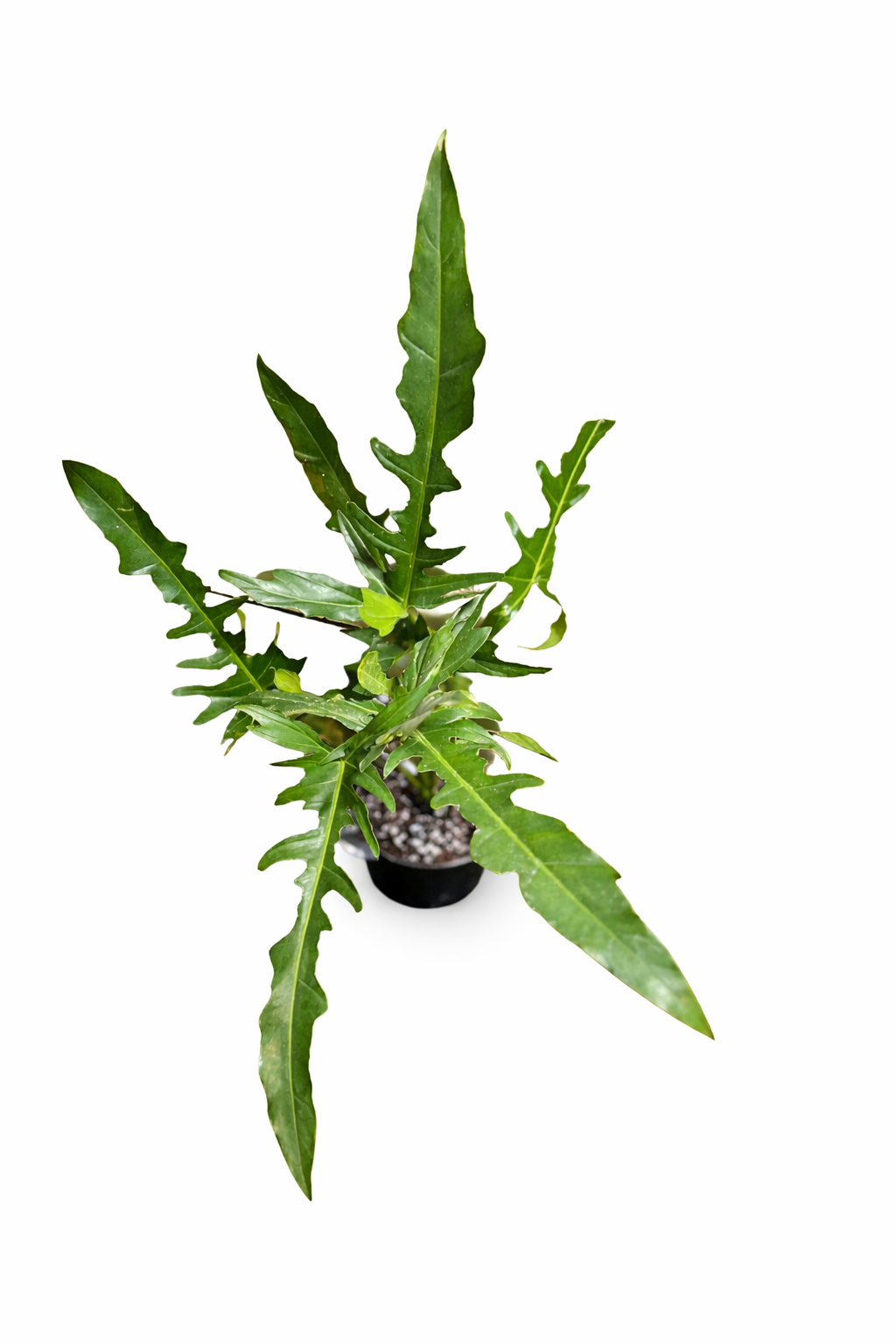 Philodendron Golden Dragon Narrow plant with elongated narrow green leaves and golden yellow variegation in a nursery pot