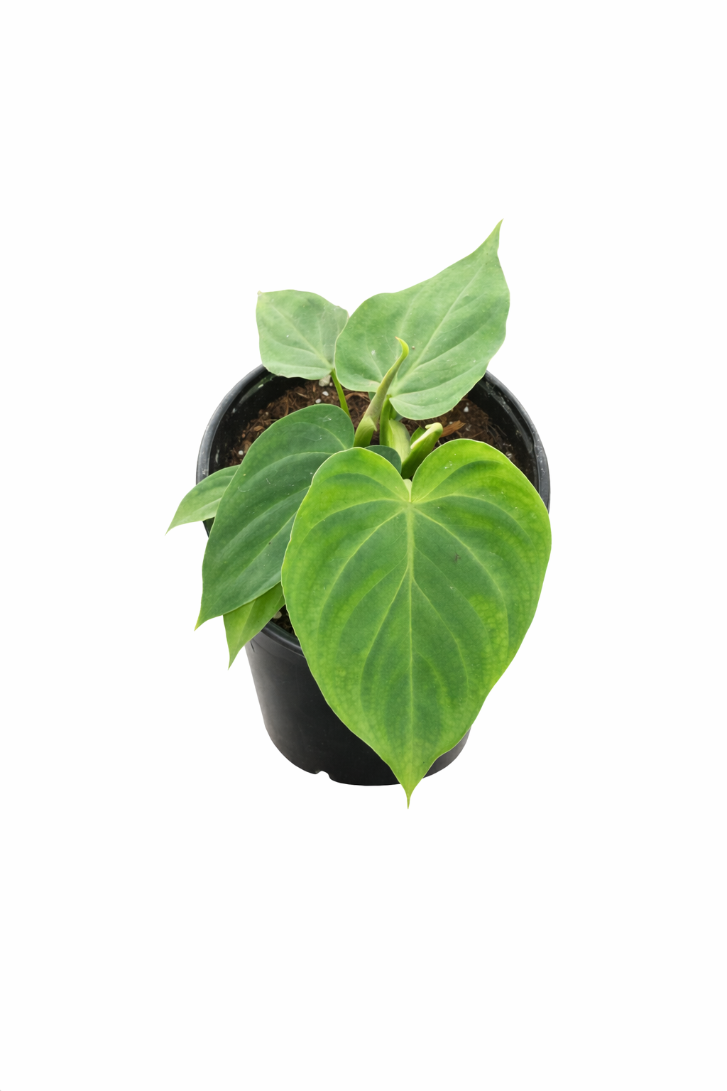 Philodendron Verrucosum with velvety dark green leaves and contrasting veins, displaying its climbing growth habit