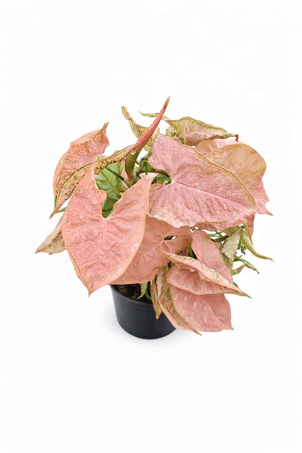 Syngonium Pink Rolli with compact arrowhead leaves displaying soft pink and green variegation in a small pot