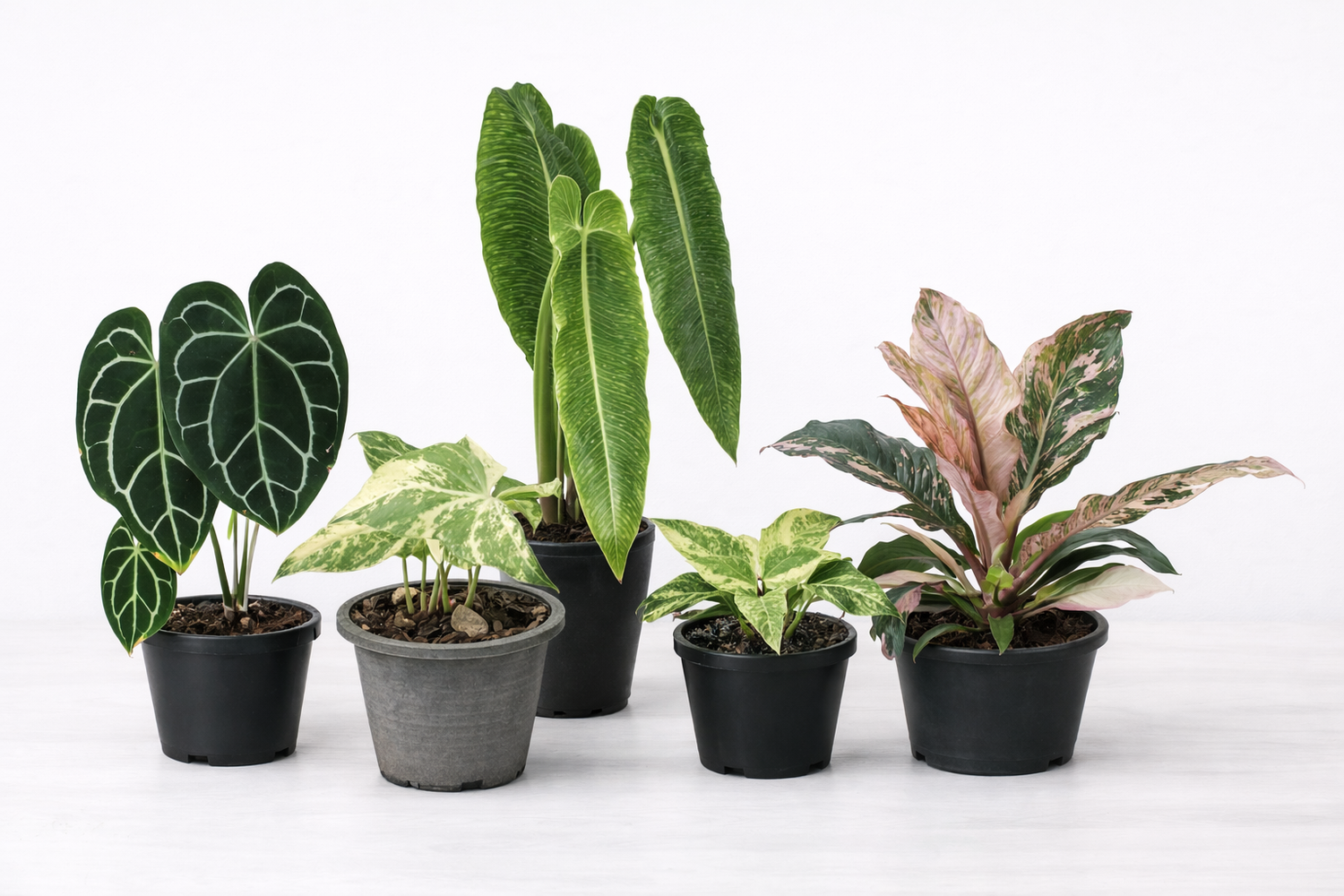Collection of Anthurium plants featuring velvety leaves and bold tropical veining