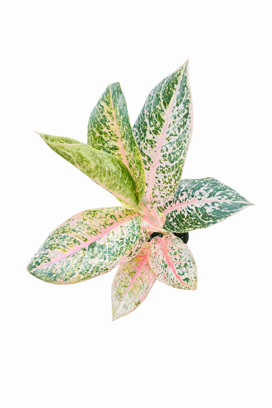 Aglaonema Harley Quinn with broad green leaves and pink, cream, and light green variegation on a white background