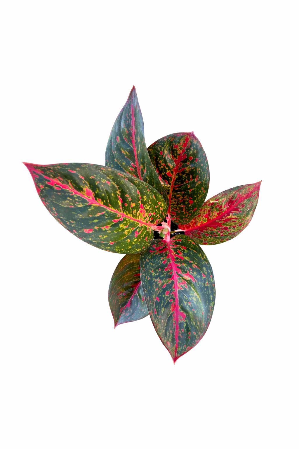Aglaonema Red Stardust with dark green leaves and red speckled variegation on a white background