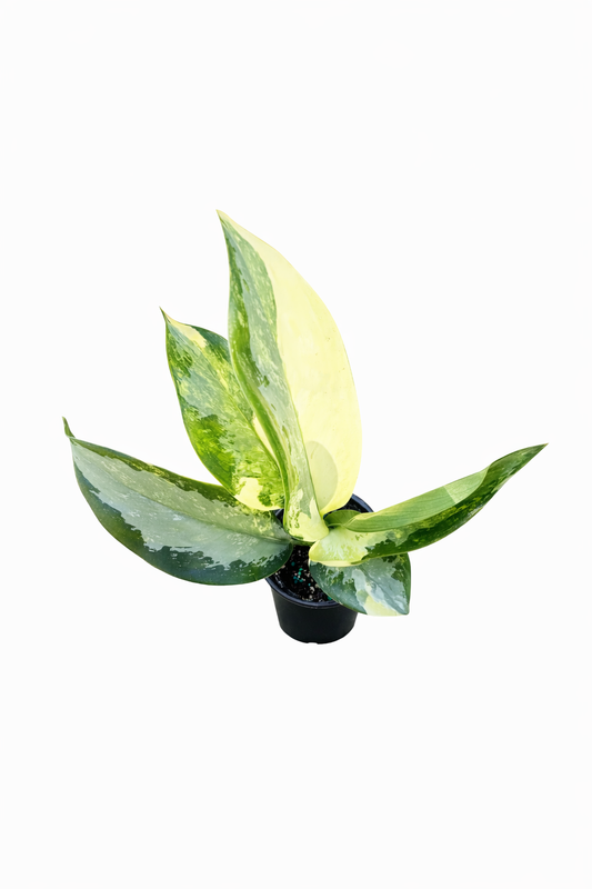 Aglaonema Surnabhumi Variegated with green leaves and yellow marbled variegation on a white background