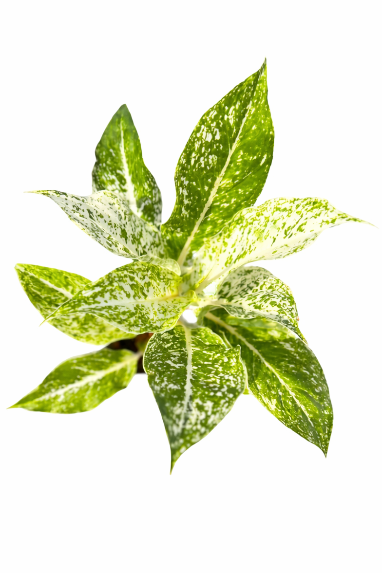 Aglaonema White Panama with broad green leaves and creamy white variegation on a white background