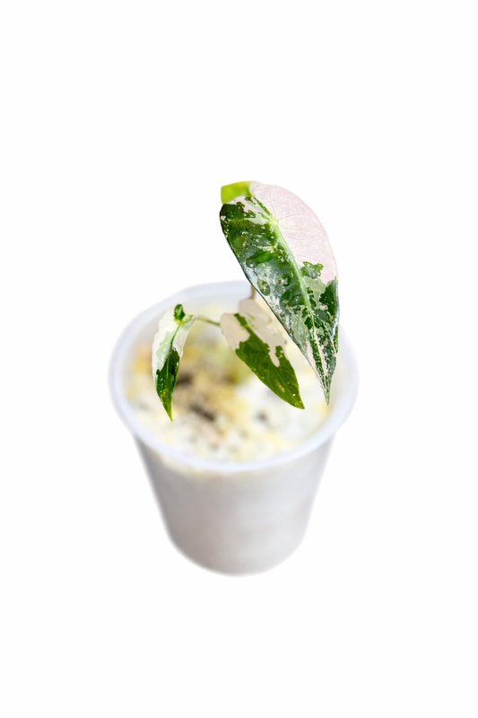 Healthy Alocasia Bambino Pink tropical houseplant grown indoors in bright indirect light