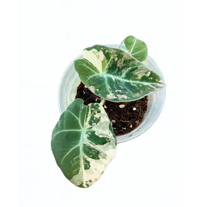 Alocasia Black Velvet Gold Variegated plant with dark velvety leaves and pink-gold variegation in a nursery pot