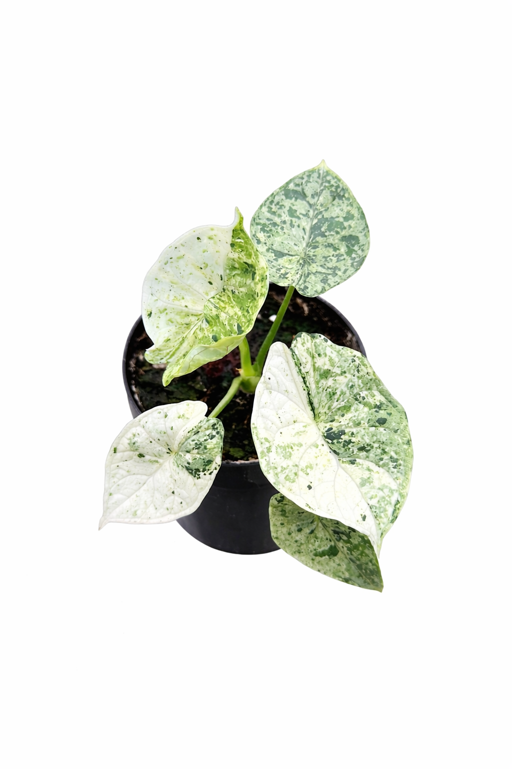 Alocasia Dragon Scale Albo Mint (Grower’s Choice) On a white background 