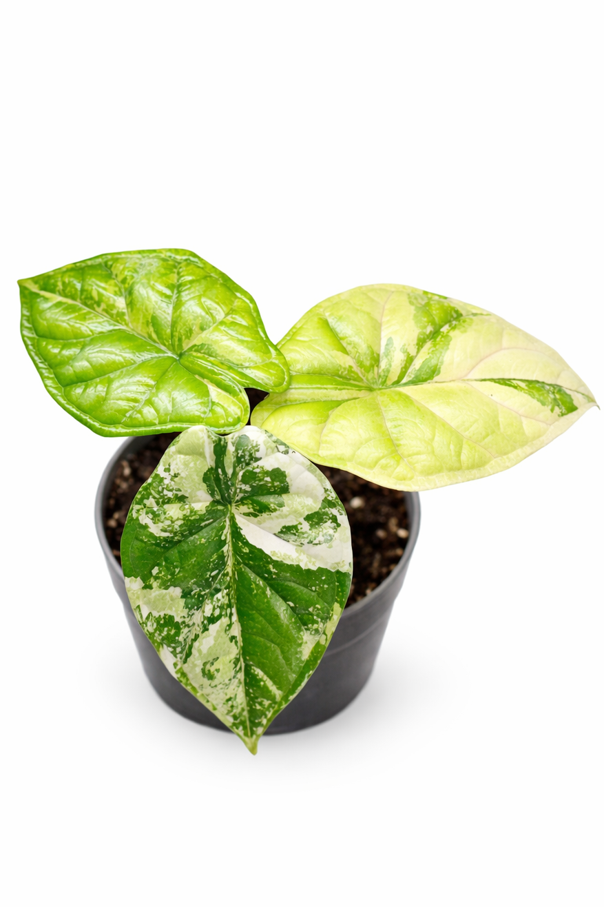 Alocasia Dragon Scale Albo Variegated In a black pot