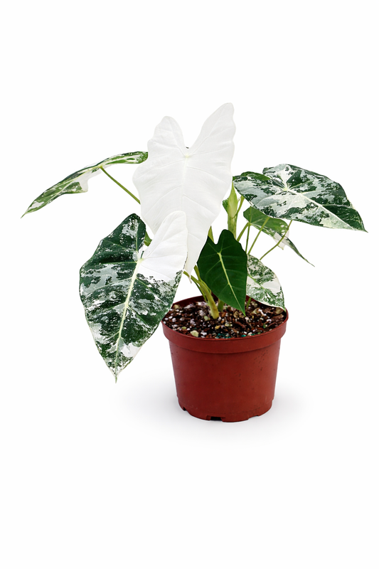 Alocasia Frydek Albo Mint with white and mint variegated velvet leaves on a white background