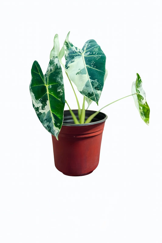 Close-up of Alocasia Frydek Variegated leaf showing velvety texture and creamy white variegation