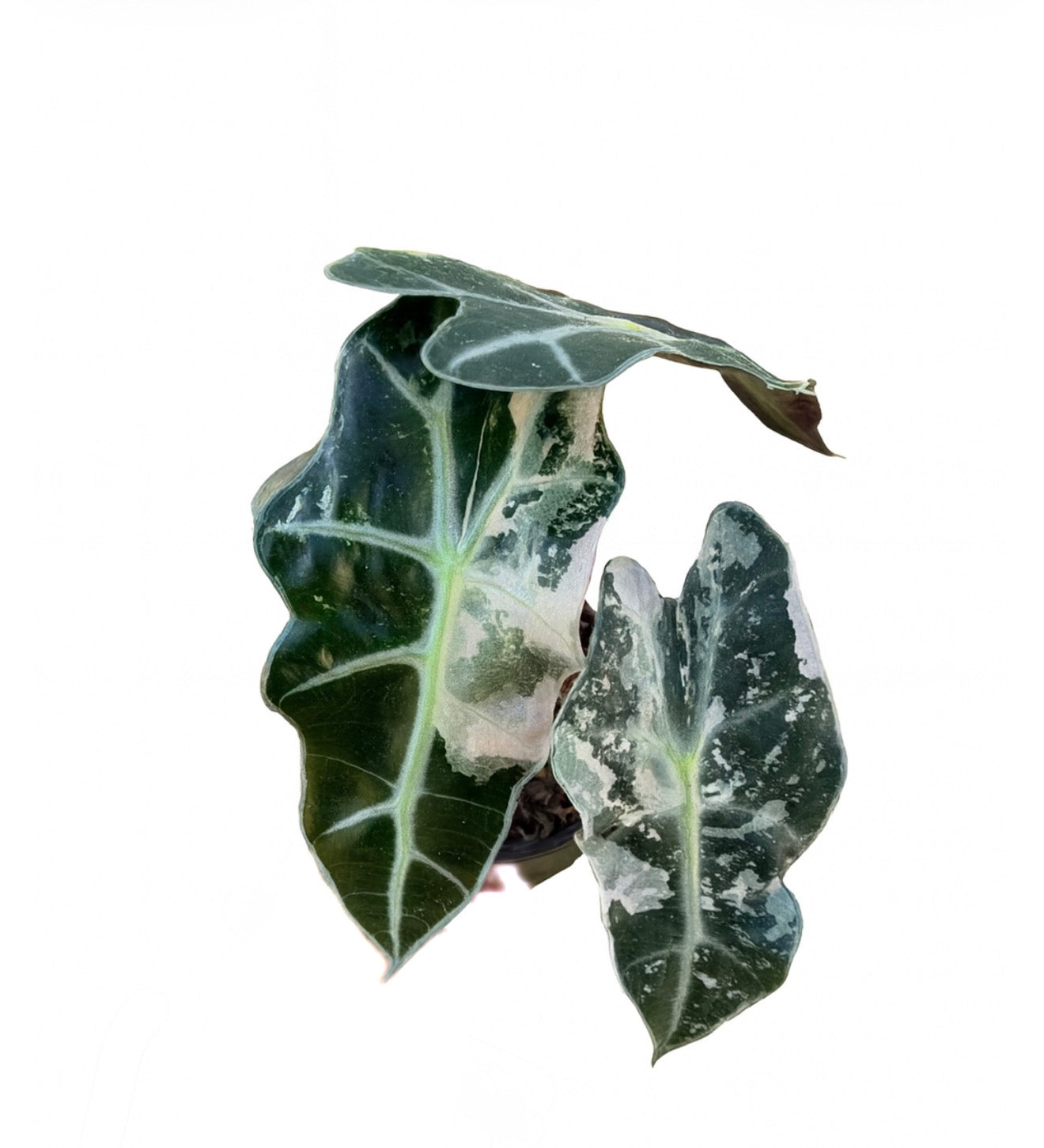 Alocasia Pink Polly Variegated plant with dark green leaves and pink variegation in a nursery pot