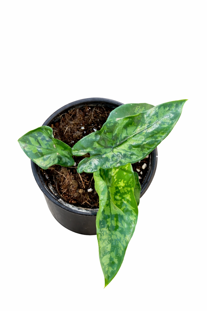 Alocasia Shattered Glass (Grower’s Choice) On a white background 