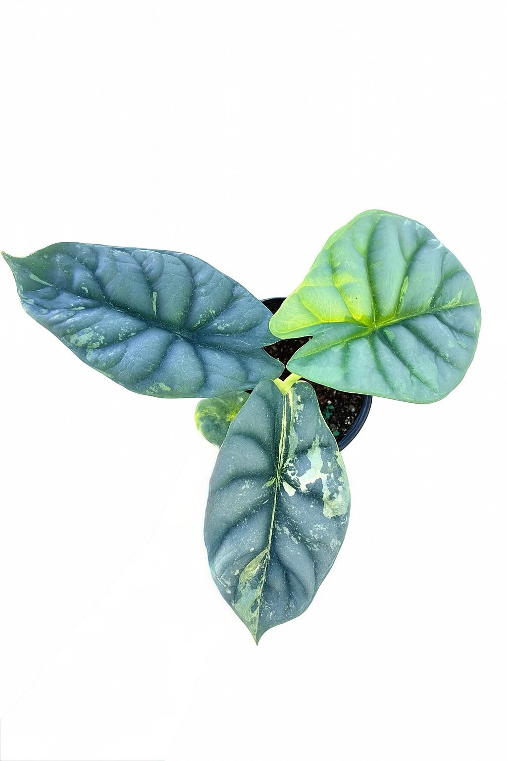 Alocasia Silver Dragon Variegated plant with textured silver leaves and creamy variegation in a nursery pot