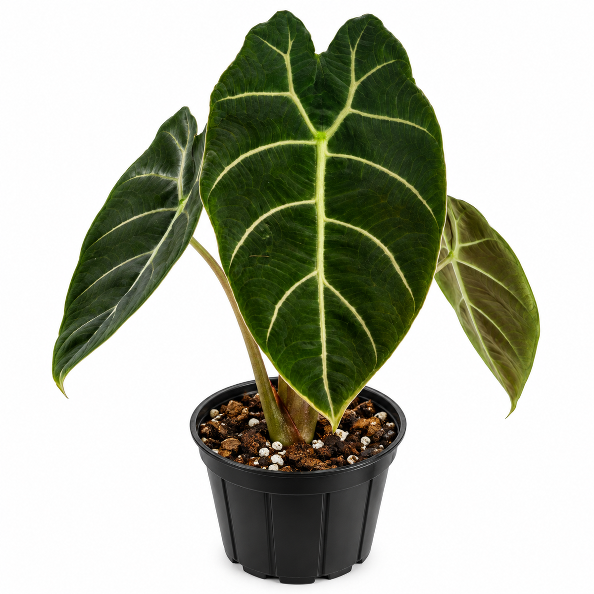 Alocasia Watsoniana plant with dark green, glossy leaves and prominent veining in a nursery pot