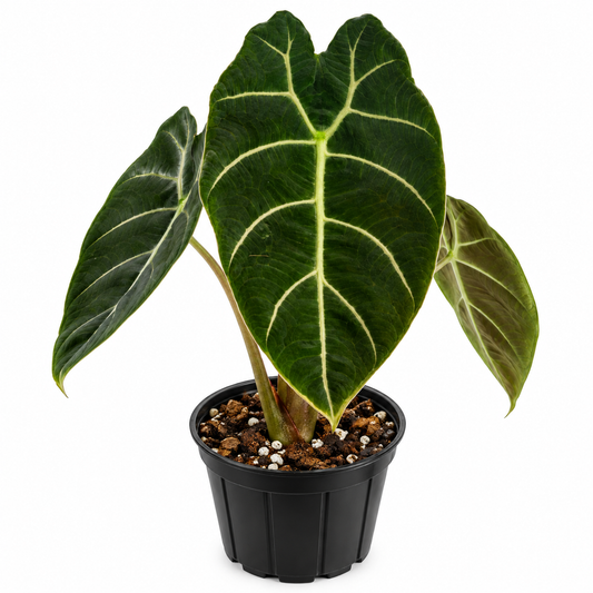 Alocasia Watsoniana plant with dark green, glossy leaves and prominent veining in a nursery pot