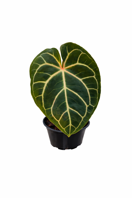 Anthurium Crystallinum Pink Complex × Crystallinum hybrid with velvety green leaves, soft pink veining, and pronounced crystal-like texture in a nursery pot