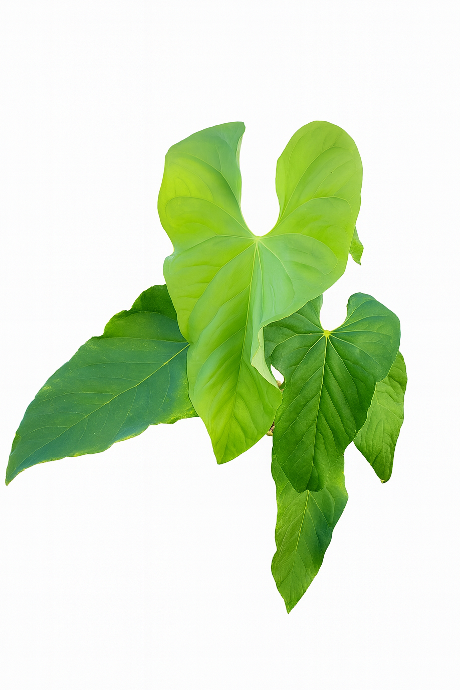 Anthurium Balaoanum Variegated plant with elongated velvety green leaves and creamy variegation in a nursery pot