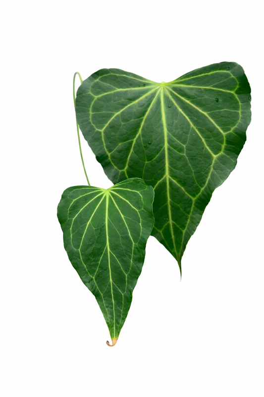 Anthurium Delta Force with large triangular foliage and bold venation.