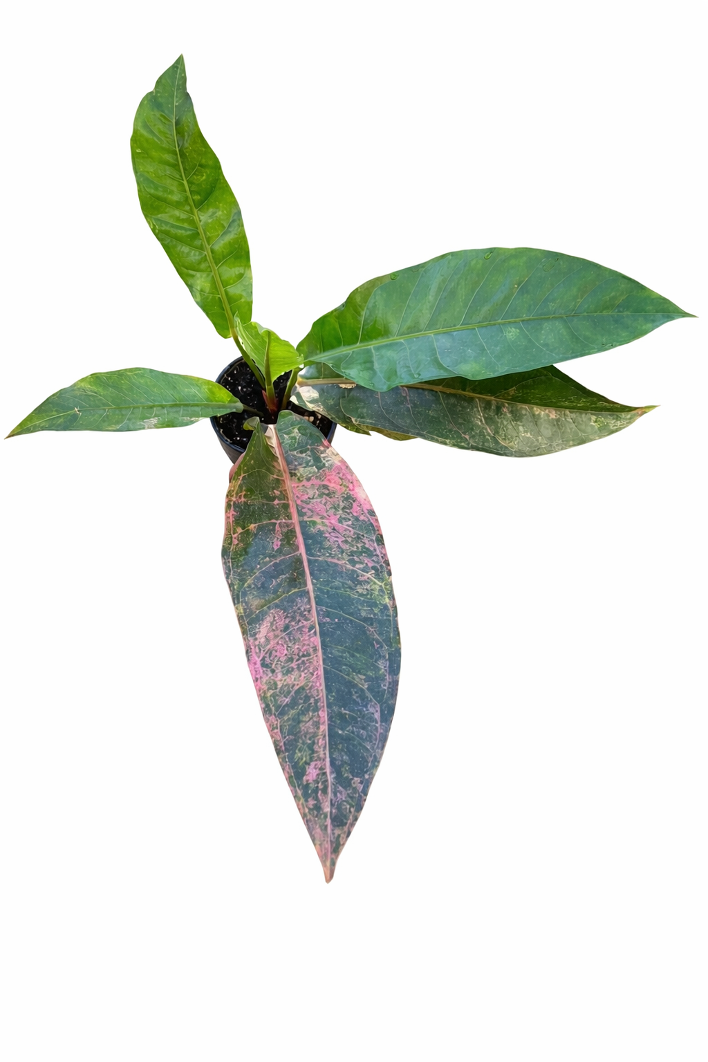 Anthurium Pink Hookeri  Variegated plant with green leaves displaying pink variegation in a nursery pot