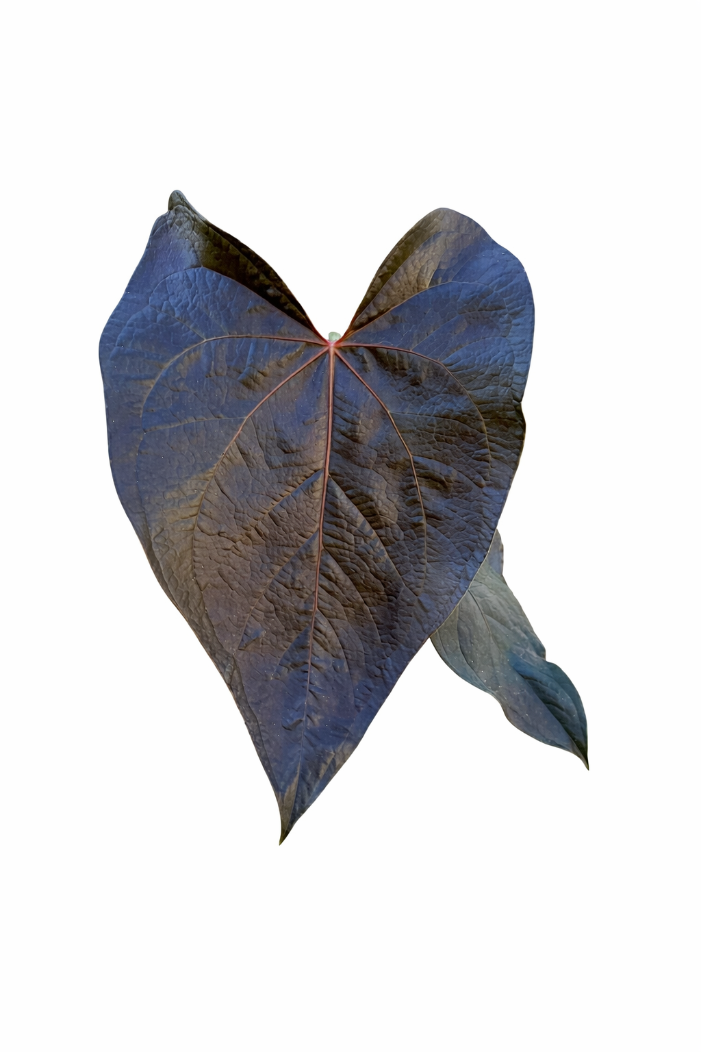Anthurium Queen of Hearts plant with large heart-shaped velvety leaves and prominent white veining in a nursery pot