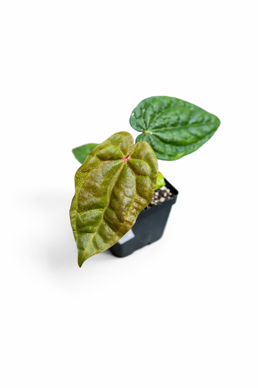 Anthurium Red Crystallinum NSE × Luxurians hybrid with dark velvety leaves, red undertones, and pronounced veining in a nursery pot