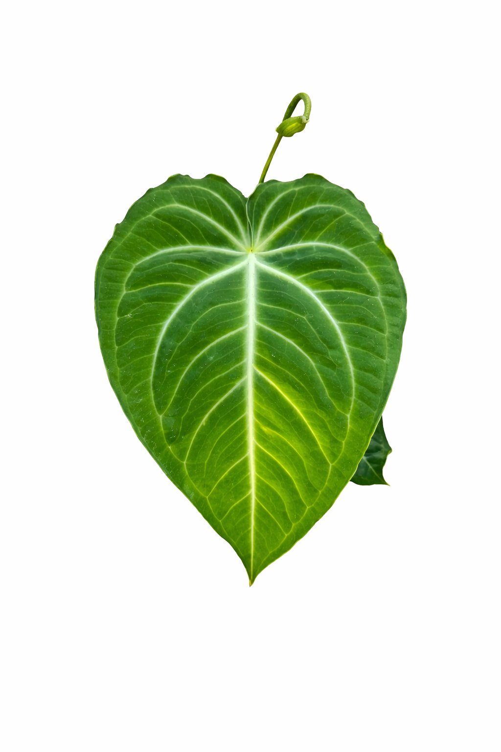 Anthurium Villenaorum ‘Croat’ plant with thick velvety green leaves and pronounced veining in a nursery pot