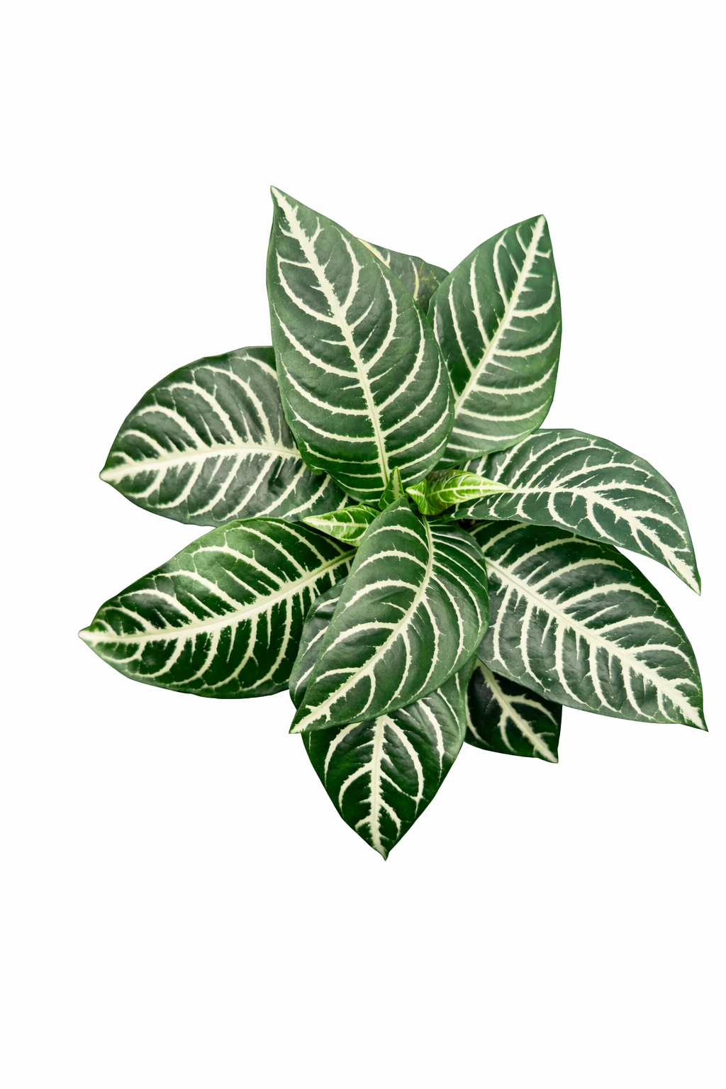 Aphelandra squarrosa Zebra Plant showing glossy dark leaves with bold white veins and upright growth habit