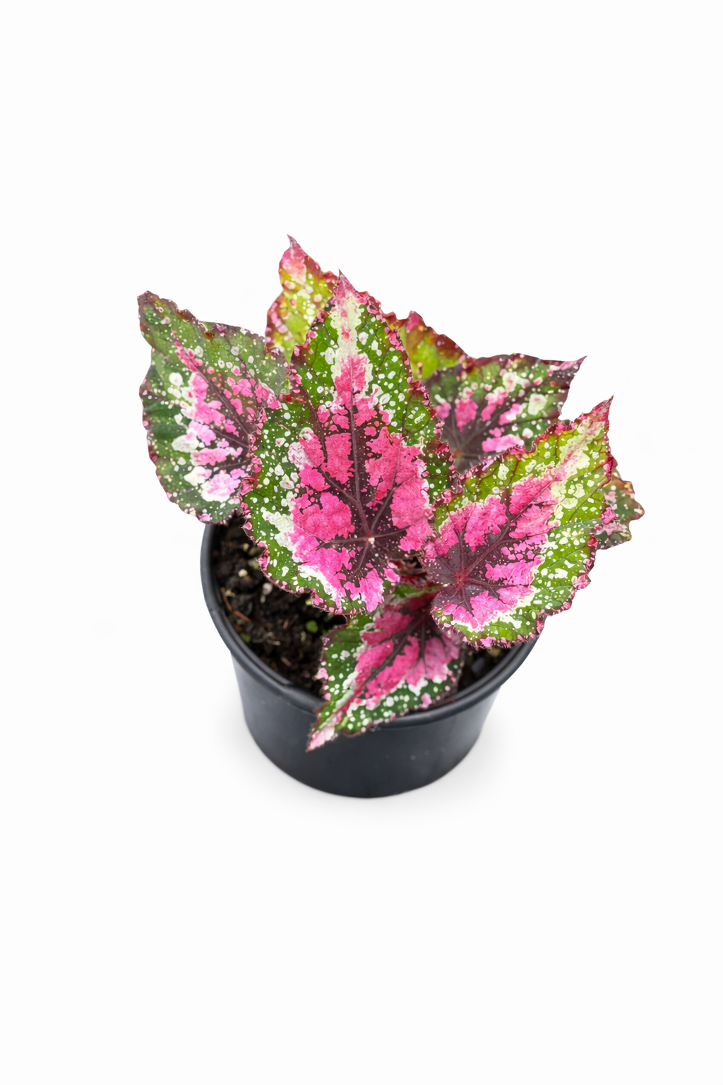 Begonia ‘Alaska Creek’ with textured foliage and contrasting venation.