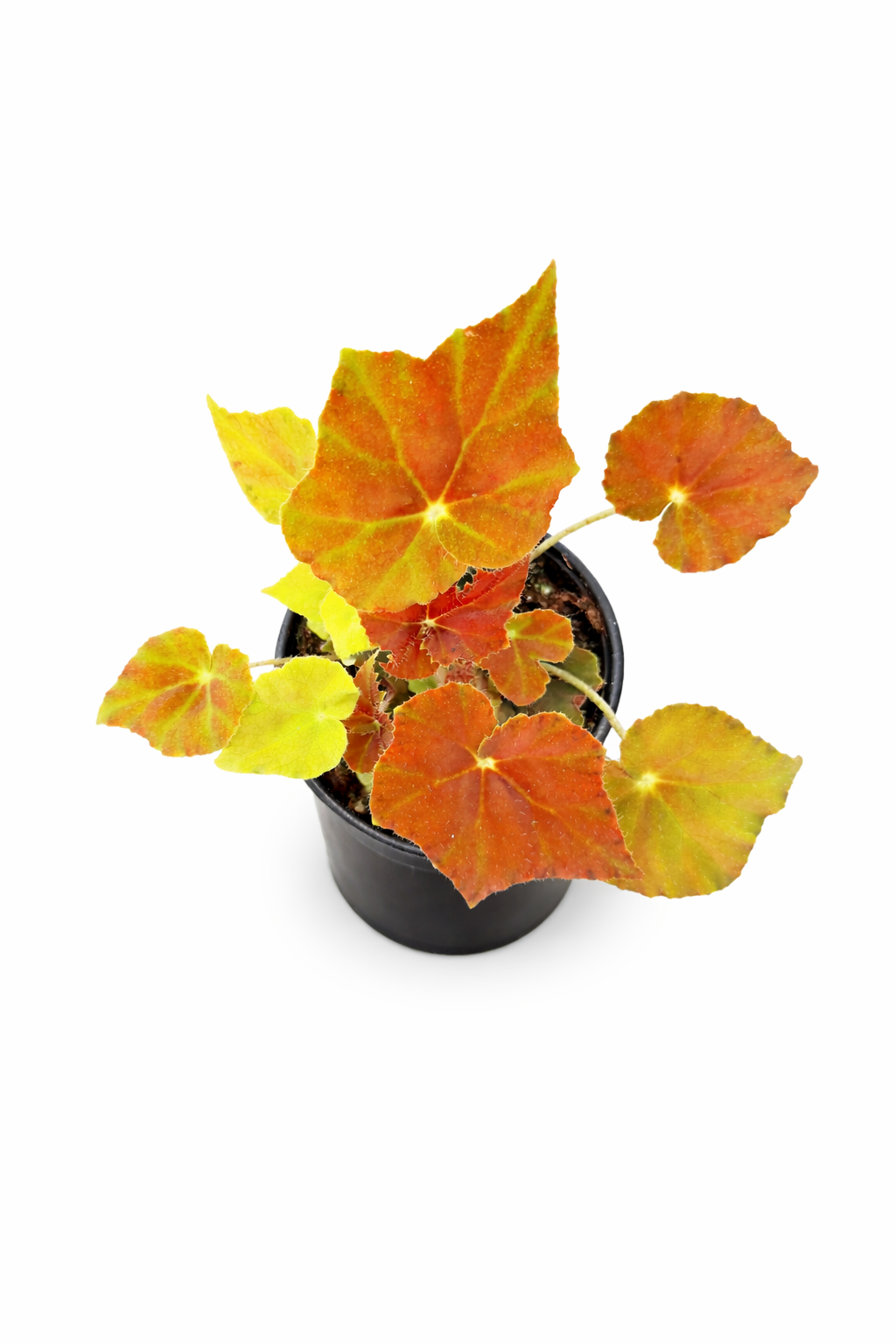Begonia ‘Amber Love’ with amber-toned leaves and warm coloration.