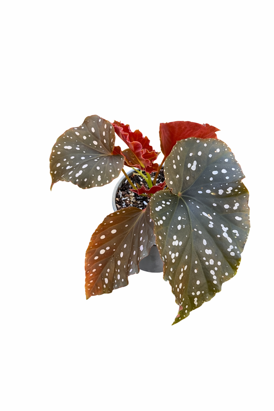 Begonia Cracklin Rosie (Grower’s Choice) On a white background 
