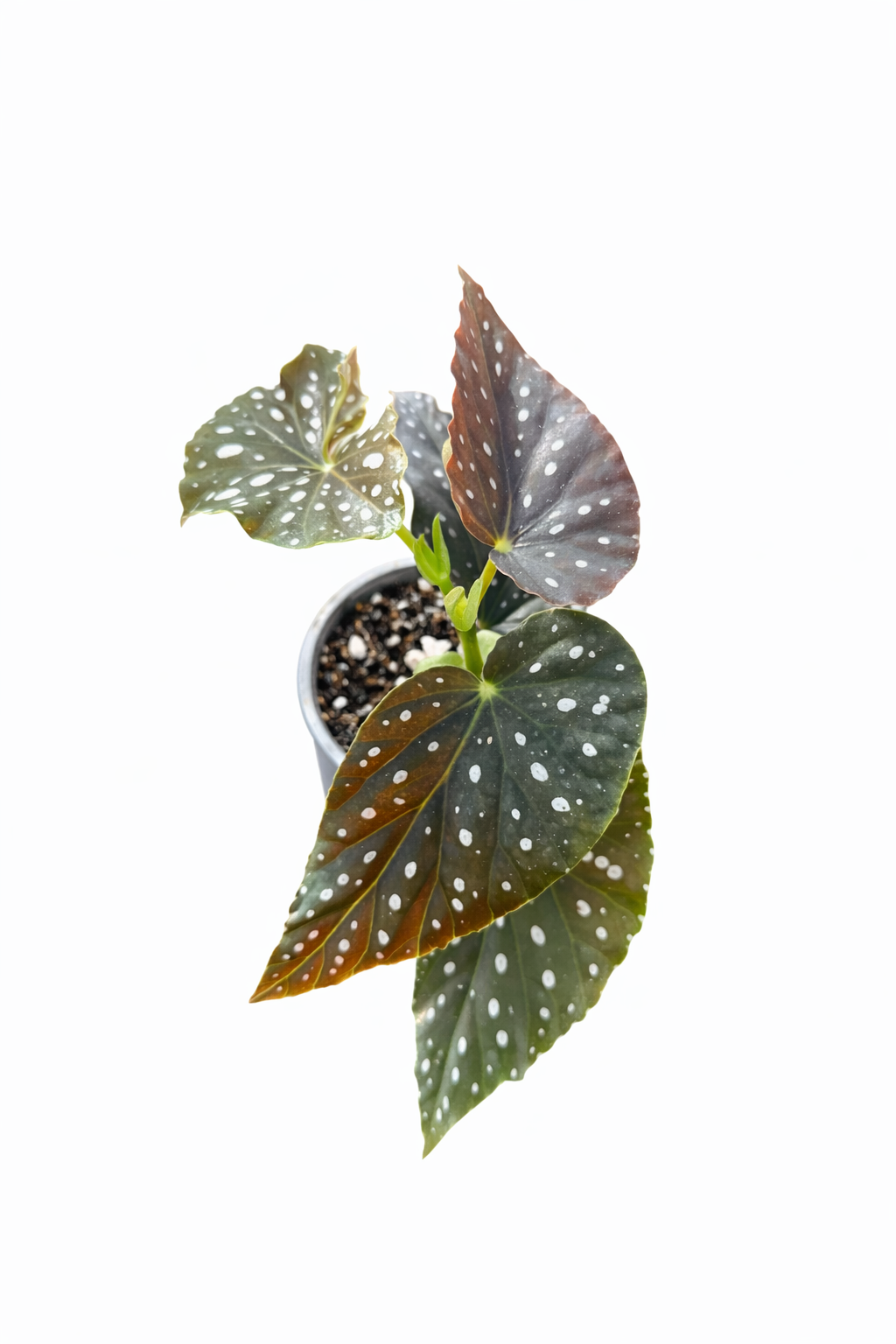 Begonia Maculata (Grower’s Choice) On a white background 