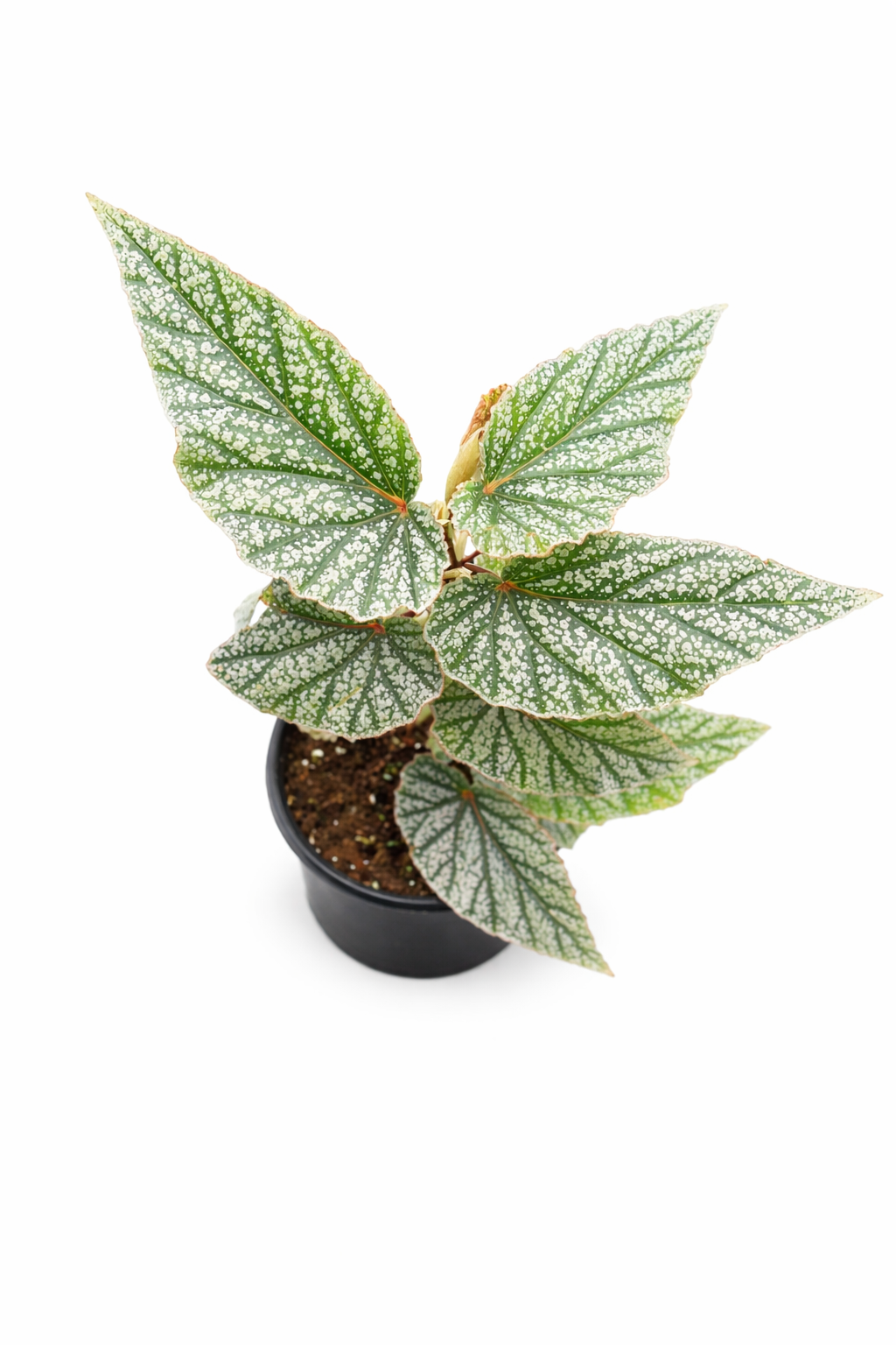 Begonia ‘Snow Capped’ with silver-white speckled foliage.