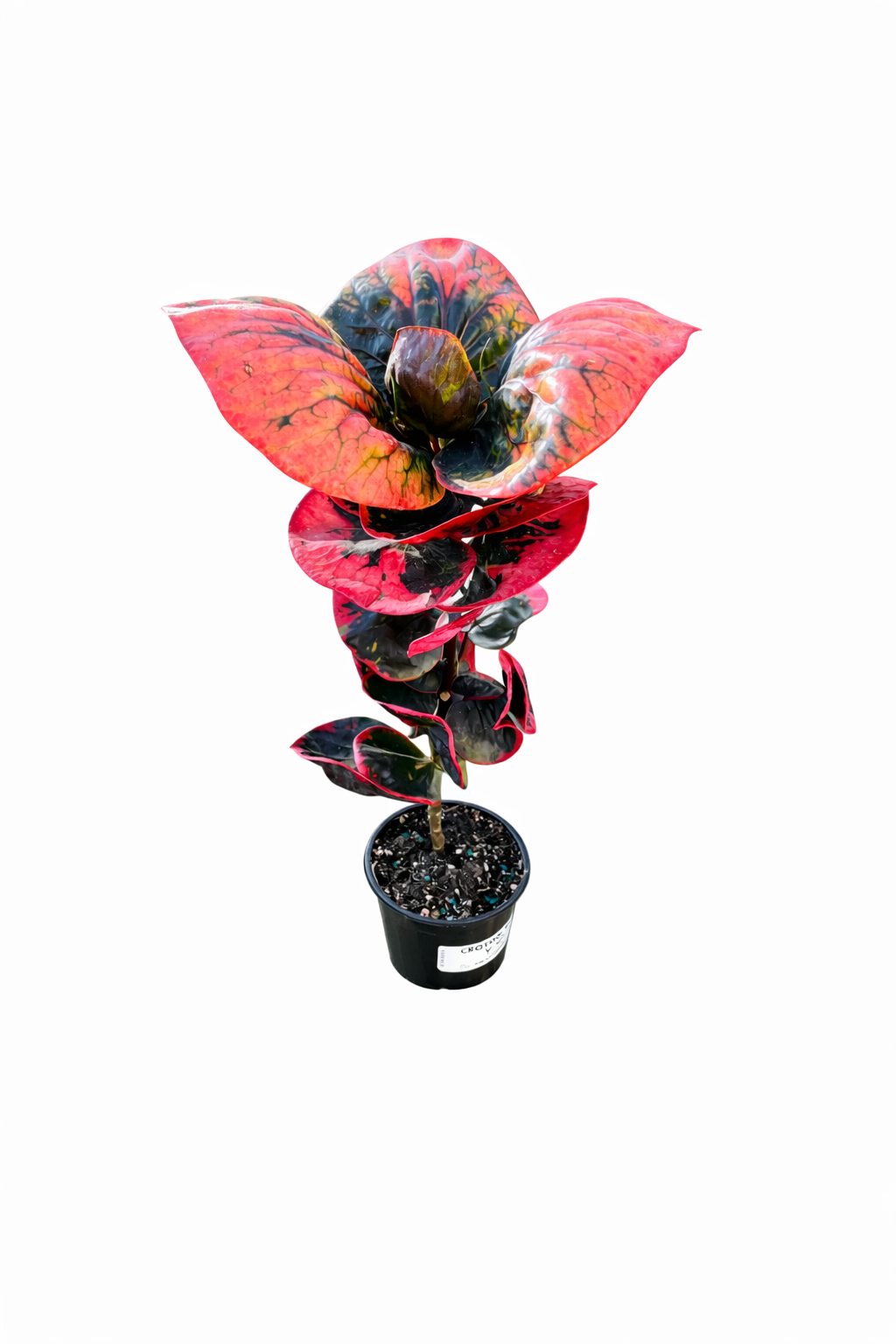 Croton Rose with glossy green leaves and pink, red, and cream variegation on a white background
