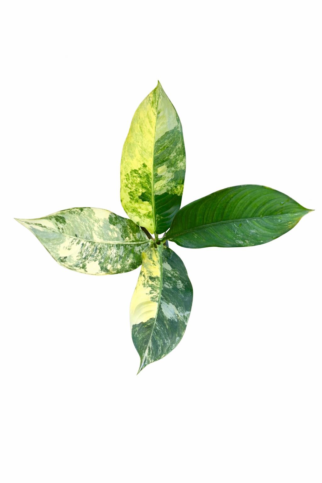 Dieffenbachia Variegated with broad green leaves and creamy white variegation on a white background