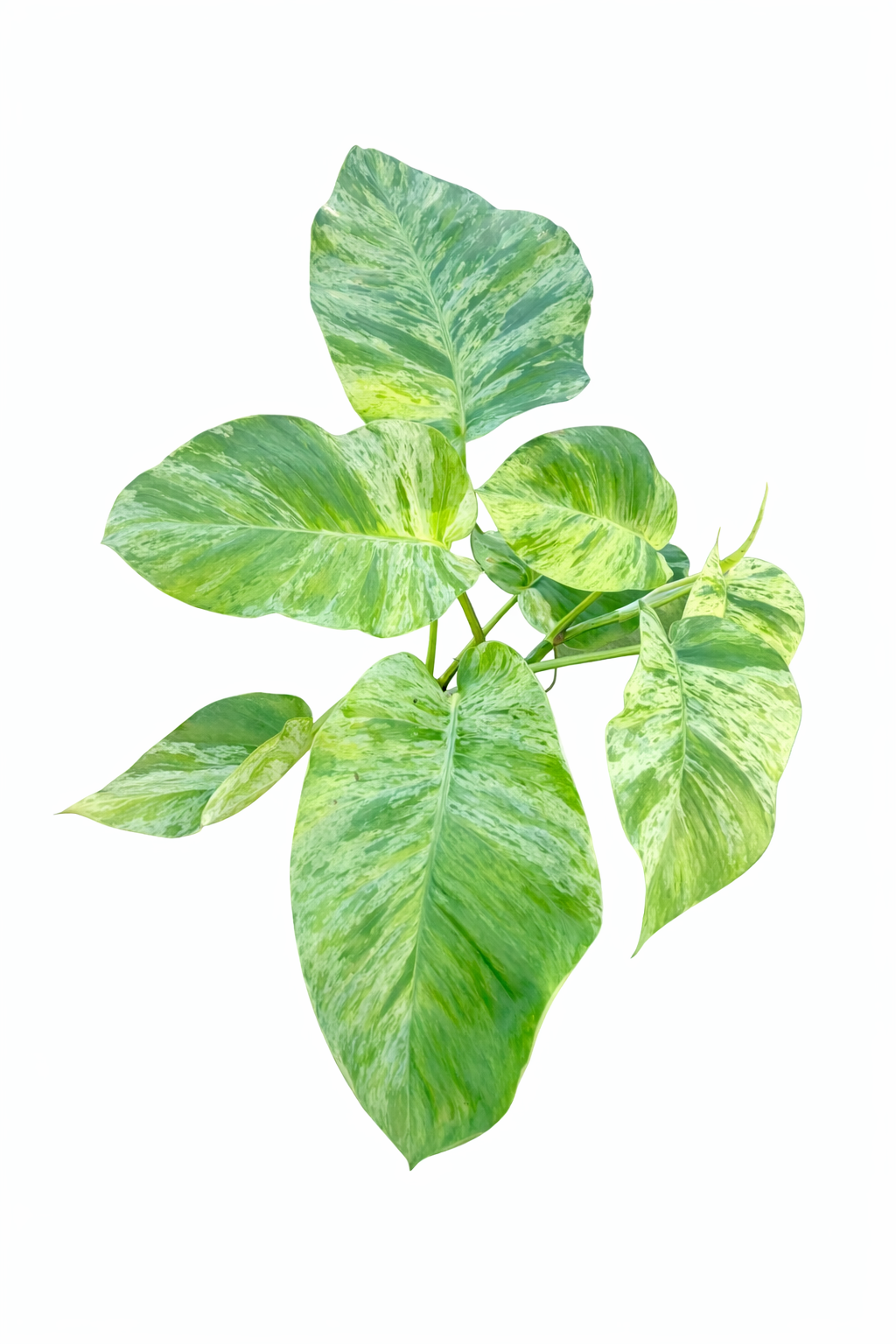 Epipremnum Marble Queen Variegated with heart-shaped leaves and white and green marbled variegation on a white background