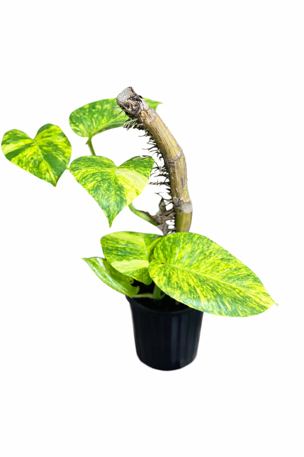 Giant Golden Pothos with large heart-shaped leaves and bright golden yellow variegation on a white background